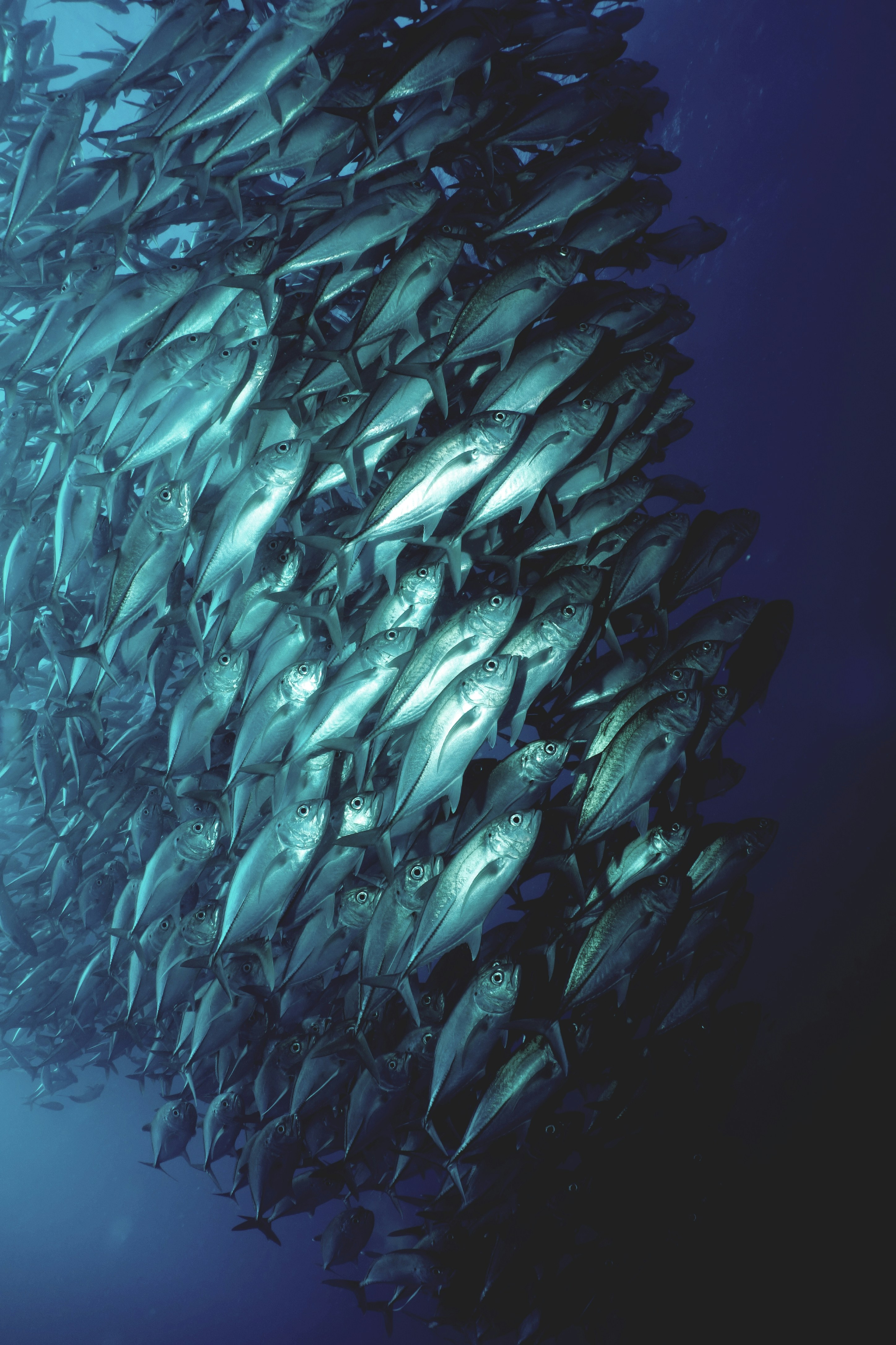 Species Management